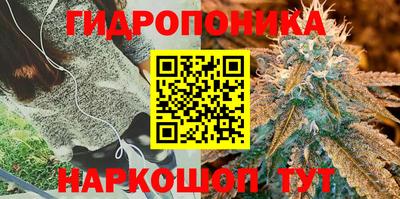 крисы Кулебаки